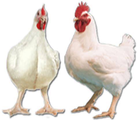 Ayam Broiler Logo Ayam Png Gudang Gambar Vector Png