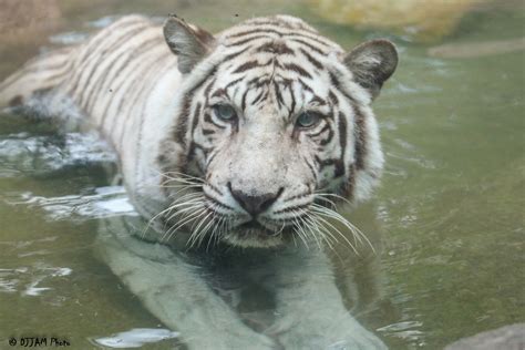Cincinnati Zoo 6 14 15 4102 White Tiger Joemastrullo Flickr