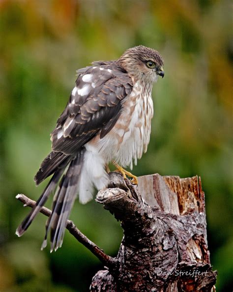 Sharp Shinned Hawk Audubon Field Guide
