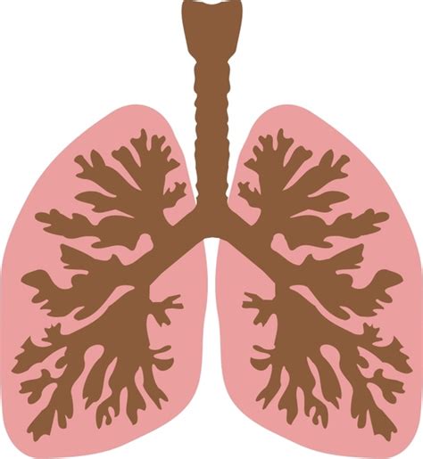 Download Lung vector free vector download (36 Free vector) for ...