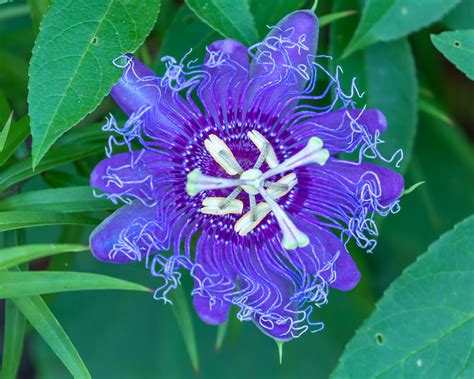 purple passionflower lewis ginter botanical garden