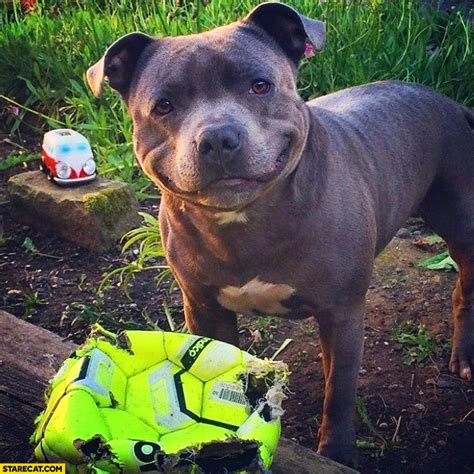 Funny Happy Cute Pitbull With Destroyed Ball