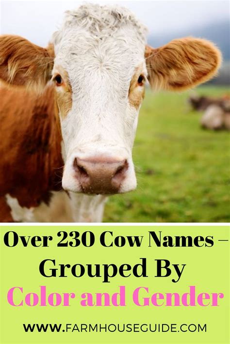 The mother cow is excited to see her young baby cow and is committed to taking care of him or her and raising. Over 230 Cow Names - Grouped by Color and Gender in 2020 ...