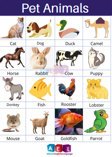 Useful Pet Animal Names In English With Pictures Learn English Online