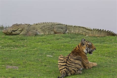Filea Male Tiger With Huge Crocodile At Rajbaugh Ranthambhore