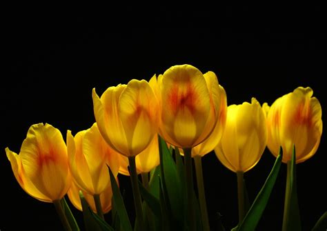 Free Download Tulips Flower Desktop Backgrounds 1600x1131 For Your