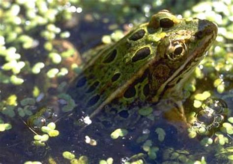 In addition to insects, large frogs are capable of eating small fish, mice, lizards, snakes, and other frogs. Types Of Frogs
