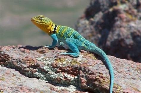 The Mountain Boomer is Oklahoma's state reptile and you might see one