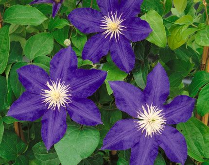 We did not find results for: Clematis lasurstern - Our Range