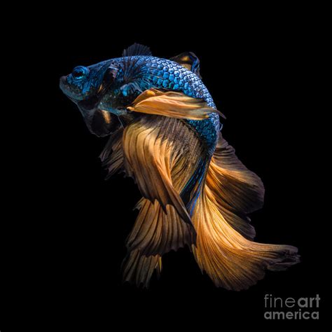 Colourful Betta Fishsiamese Fighting Photograph By Nuamfolio