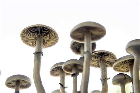 Wild Psilocybin Cubensis Mushrooms