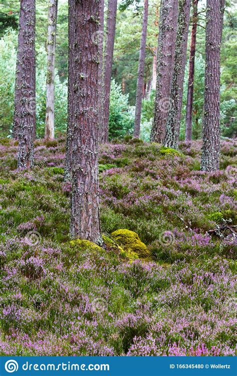 Forest In The Highlands Stock Photo Image Of Forest 166345480