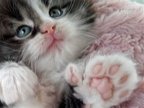 ‘truly Gorgeous Kitten Born With Four Extra Toes Express And Star