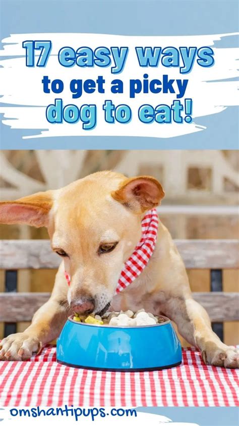 Easy Ways To Get A Picky Dog To Eat Om Shanti Pups