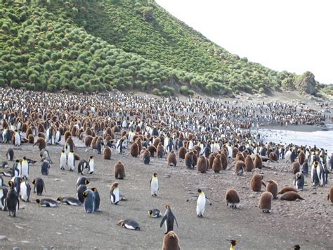 Macquarie Island A Royal Penguin Sub Antarctic Islands