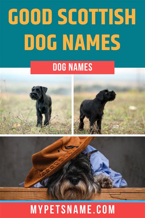 Good Scottish Dog Names Dog Names Cool Pet Names Great Dog Names