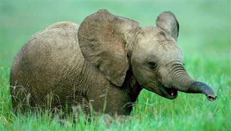 Bebés Elefantes Elefantes Recién Nacidos Imágenes Y Fotos