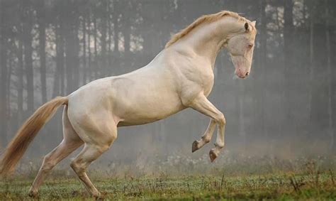 10 Of The Rarest Horse Breeds In The World Henspark