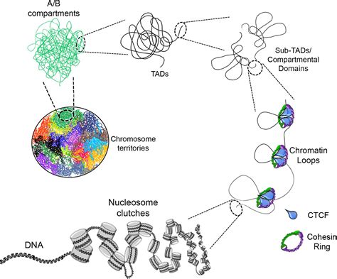 frontiers chromatin remodelers in the 3d nuclear compartment