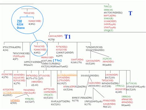 My Matrilineal Line's Unique Haplogroup T1 a4 Twig on the mtDNA Haplotree