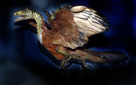 Archaeopteryx Lithographica Dinosaur Database By