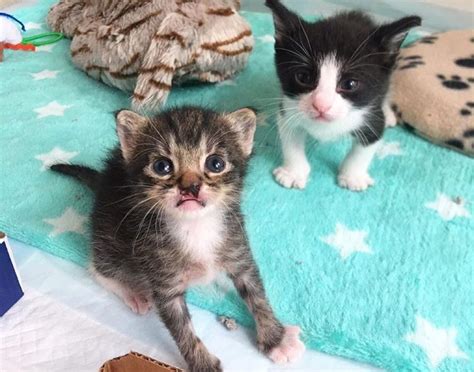 Sweet Kitten Finds Perfect Friend And Hopes To Spend Life Together With