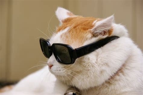 45 Cats Wearing Glasses