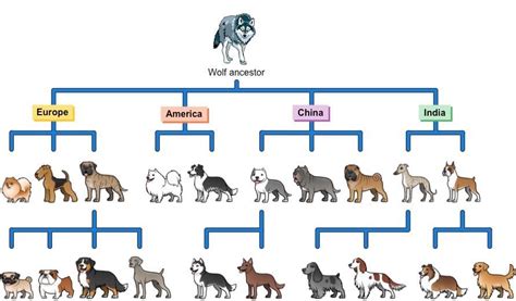 How Did Dogs Evolve