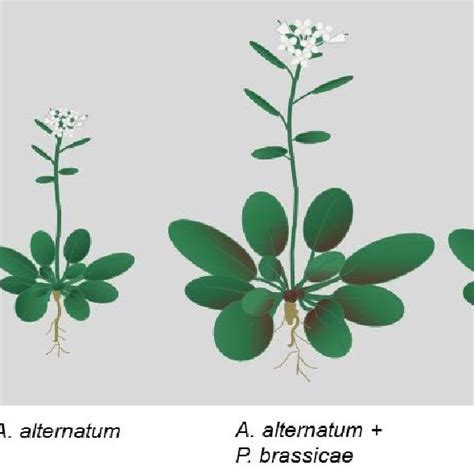 Likewise, learn the life cycles of pests that are common in your area so you can watch for them even before they start to do damage. (PDF) Biological control of clubroot (Plasmodiophora ...