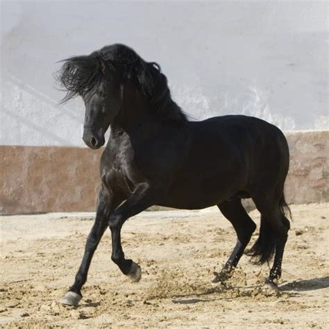 We show you some of the spanish and lusitano horses that we have for sale. 'Black Andalusian Stallion Cantering in Arena Yard, Osuna ...