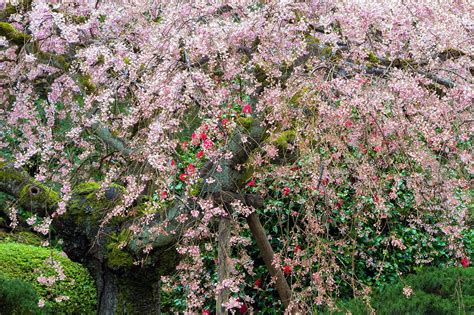 🇺🇸 Old Cherry Tree In Bloom Portland Oregon By Jit Lim