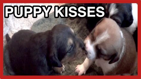 Puppy Dog Kisses Hugs Love And A Yawn Youtube