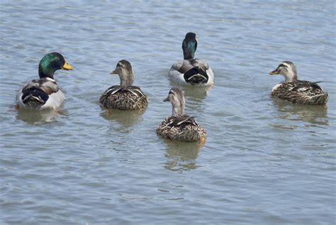 Wild Ducks 1 A Photo On Flickriver