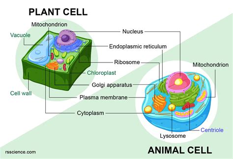 If you look at a plant cell and an animal cell you will see they have similarities and difference. Animal cells vs. Plant cells - What are the Similarities ...