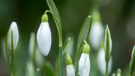 Closeup View Of White Snowdrop Bud Flowers Blur Background 4k Hd