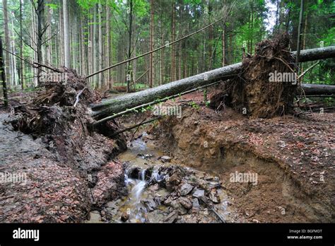 Forest Soil Erosion