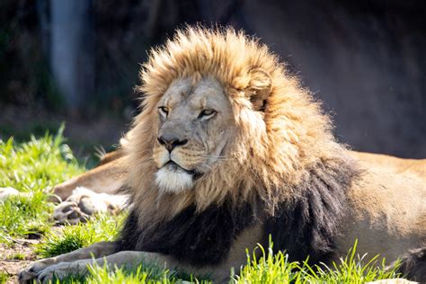African Lion Seneca Park Zoo