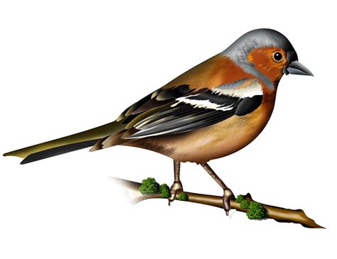 Bird Illustrations On Behance