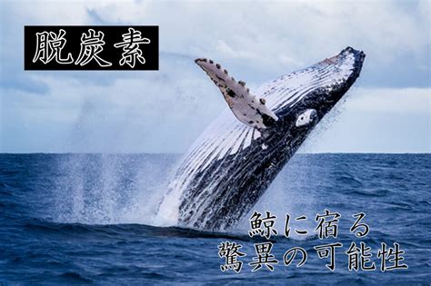 環境問題 『鯨は脱炭素の希望！』1匹で 数千本の木 相当の炭素除去をしている事が判明！ 驚愕 Wild Scene｜wild