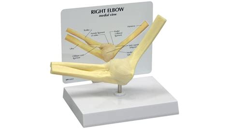 Gpi Anatomicals Basic Elbow Model
