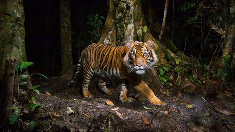 Asias Tigers Rebound Bbc Travel