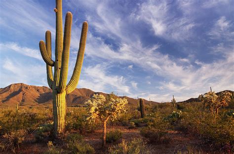 Posted by nadiya saura posted on april 18, 2019 with no comments. Cactus And Desert Landscape With Bright Photograph by ...