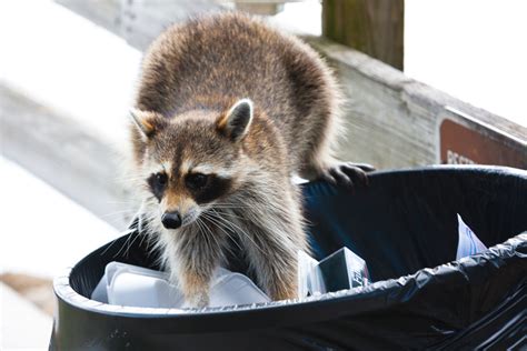 Do Raccoons Carry Diseases Raccoon Removal Mississauga