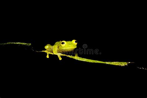 Rain Forest Glass Frog Stock Photo Image Of Forest Nocturnal 26620974