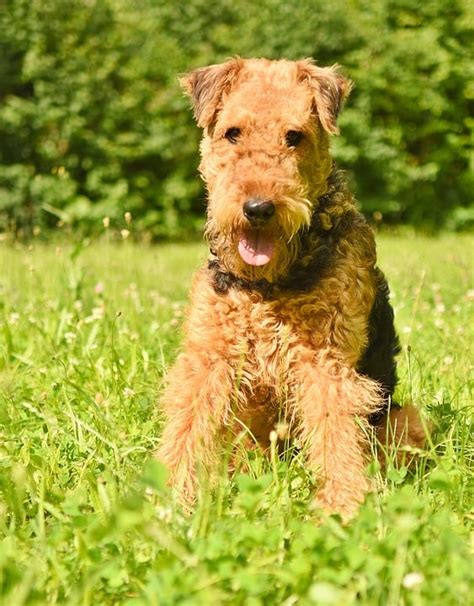 The Airedale Terrier Ultimate Breed Information Guide Your Dog Advisor