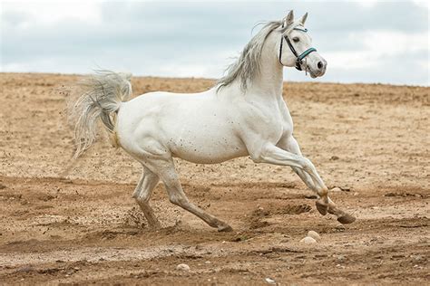 Araber Pferd Steckbrief Charakter Bilder