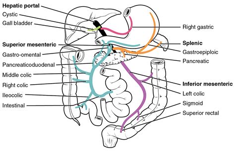 OpenStax AnatPhys Fig 20 43 Hepatic Portal Vein System English