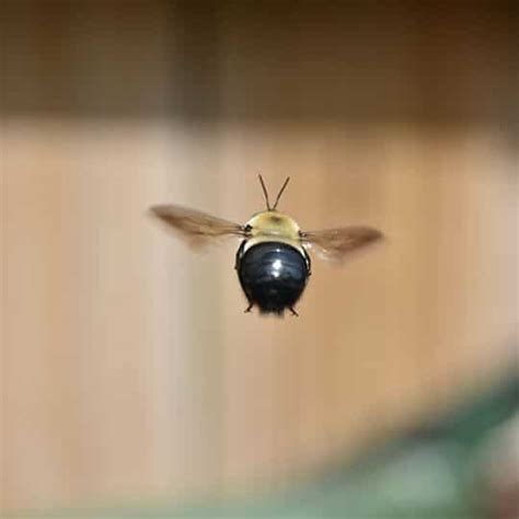 Get Rid Of Carpenter Bees Natural Methods Of Attack