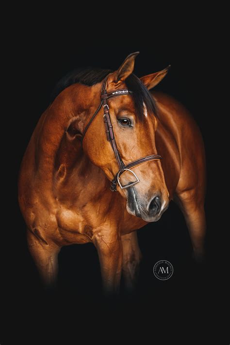 This Is Houston Black Background Beautiful Horses Photography Black