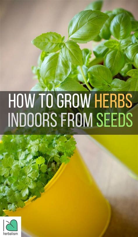 Learn How To Grow Herbs Indoors From Seeds Herbs Indoors Growing
